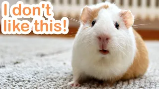 What My Guinea Pigs HATE About Me