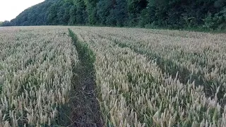 Озима пшениця, ще не скоро...  09 липня 2021 р.