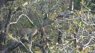 Ultimate Tanzania Safaris Leopard Hunting in Tanzania 1