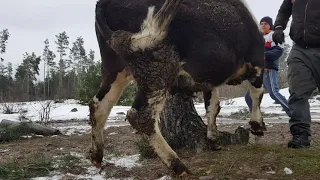 Schnelle Schlachtung eines Bullen/Fast slaughter of a Bull  /ЗАБОЙ КРС