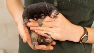 В зоопарке Сиднея впервые за 30 лет родились ехидны (новости)