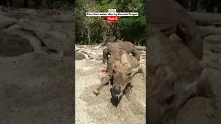 😱 Komodo Dragon eating Deer alive (poor deer)🦌 Part 2 #shorts #animals #wildlife #viral