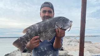 Tautog Fishing From Shore In Rhode Island, (10/17/22) Big Tog Fishing On The Rocks.