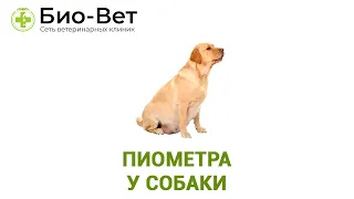 Пиометра у собаки. Ветеринарная клиника Био-вет
