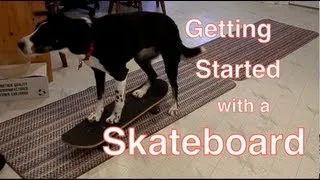 Getting Started with a Skateboard -Training for Dogs