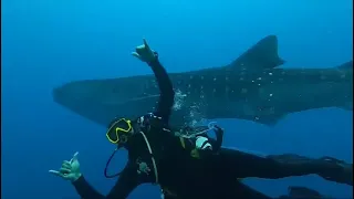 Whale shark, Gordon reef Tiran Island Sharm El Sheikh Egypt 16.03.3024