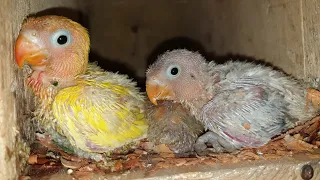 Growth Stages of Baby Lovebird...Vlog#21
