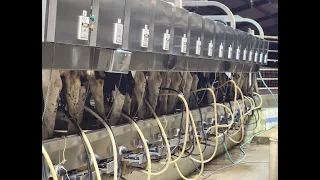 Milk Cows and Milk Samples