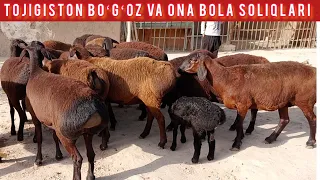 TOJIGISTON BOʻGʻOZ VA ONA BOLA SOGʻLIQ QOʻZILAR