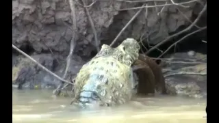 crocodile eats eel5 #Shorts