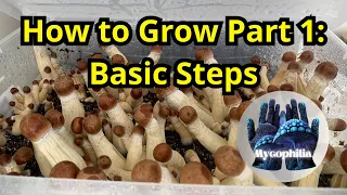 How To Grow Mushrooms At Home in 2023: The Basic Steps (Mushroom Mastery Series Ep.1, Mycology)