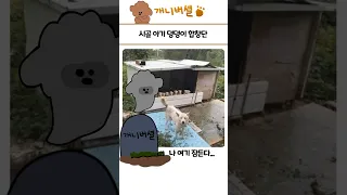 심쿵사 가능한 귀여운 동물 모음 48탄