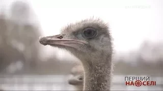 Перший на селі. Чому вигідно розводити страусів?
