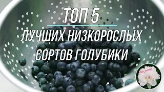 Голубика | лучшие низкорослые сорта голубики