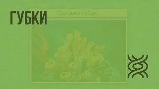 Губки. Видеоурок по биологии 7 класс