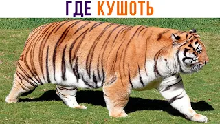 МОЙ ВНУТРЕННИЙ ЗВЕРЬ ))) Приколы с котами | Мемозг 1110