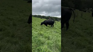 #farmlife #regenerativefarming #pasturedpork #blackangus