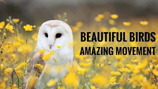 Nature and wildlife video - birds and animals is beautiful creature on our planet, beautiful birds