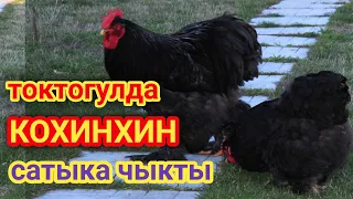 срочно ТОКТОГУЛДАН кохинхин сатылат мыкты тооктор