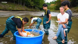 Modern Koi Blog #3969 - Wie viel Futter brauchen Koi bei Fütterung auf Erhalt