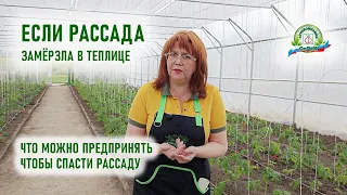 Что делать огороднику если высаженная рассада в теплице замёрзла.