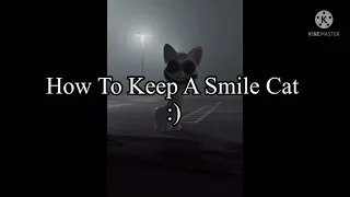 Smile Cat: A Taming Tutorial 🙂😺