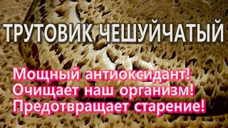 Трутовик чешуйчатый - мощный антиоксидант, который лучше других очищает наш организм!!!