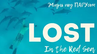 Lost in the Red Sea. Затерянный на рифах Красного моря.