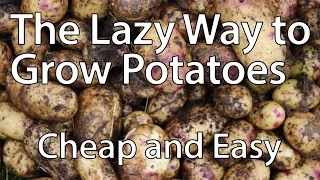 How to Grow Potatoes the Lazy Way (You'll Never Need to Dig Again!)