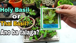 Paano Magpatubo ng Holy Basil Seeds - Madaling Patubuin