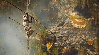 Охотники на дикий горный мед Гурунские племена. The Gurung Honey Hunters