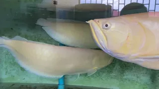 Albino Silver Arowana 47