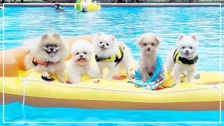 We took our dogs to the water park