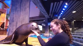 Our Sea Lion's Take On the Mannequin Challenge