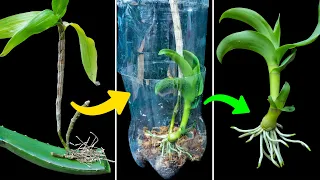 Very few people think this way Orchids grow roots immediately
