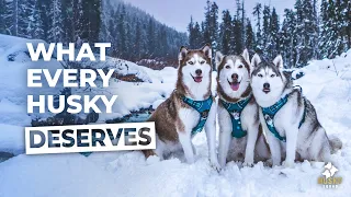 Huskies First Snow Of The Season | Husky Squad