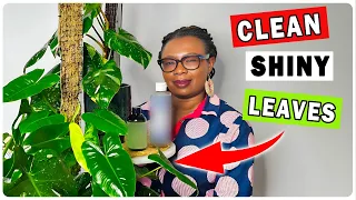 How To Clean Indoor Plant Leaves For A Shiny And Pest-Free Look