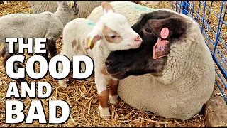 THE HIGHS & LOWS OF LAMBING (DAY 14):  Vlog 276