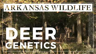Arkansas White-tailed Deer Genetics