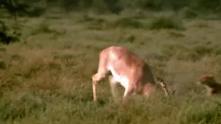 Incredible footage of leopard behaviour during impala kill - Sabi Sand Game Reserve, South Africa