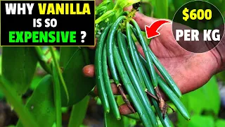 Why Vanilla Is So Expensive | Vanilla Farming | Vanilla Bean Cultivation - Discover Agriculture