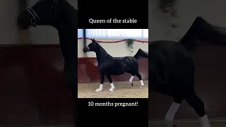 Queen of the stable- Danciana pregnant by Jameson RS2