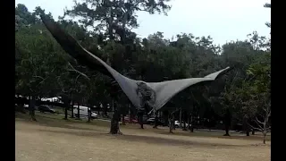 Hard releasing 3 flying-foxes:  Crescent, Bondie and Sinclair