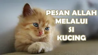 Pesan Allah Melalui Kucing/BENARKAH PAMALI MENABRAK KUCING?? BUYA YAHYA MENJAWAB