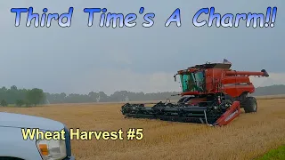 Third Time's A Charm!  Wheat Harvest #5 (6/15/23)