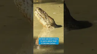 Anaconda - 100 KG with a few meals per year