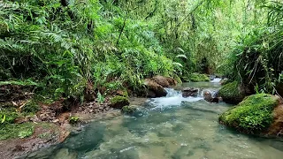 Peaceful Bird Chirping, Calming beautiful stream flowing in the Andes Mountain green forest