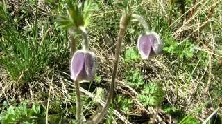 pulsatilla