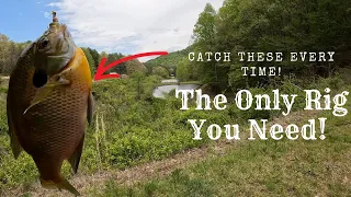 How To Catch Big Panfish From The Bank | Simple  Fishing Technique |Catching Monster Bluegill!