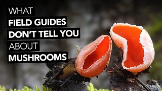 What Field Guides Don't Tell You About Mushrooms